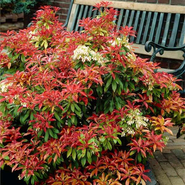 Pieris Mountain Fire plant evergreen shrub | in North Anston, South