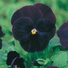 EAN 5011775014852 product image for Mr Fothergill's Pansy Blackjack | upcitemdb.com