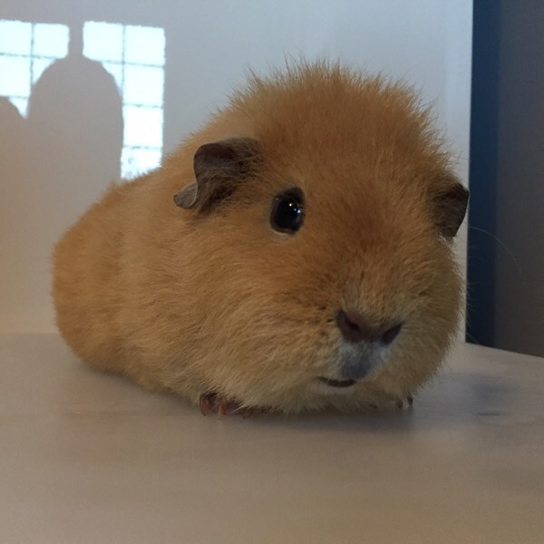 Cream male Rex guinea pig for sale in Crawley, West Sussex Gumtree