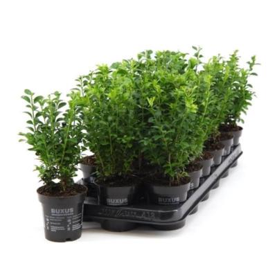 Buchsbaum 25 cm Strauch Buxus sempervirens Heckenpflanze 