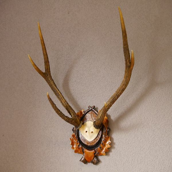 Mähnenhirsch Rusa Hirsch Geweih Hirschgeweih geschnitzten