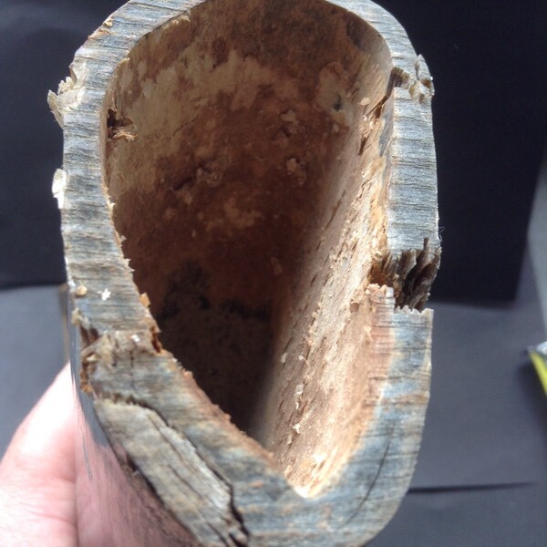 Animal Horns for sale in UK 59 secondhand Animal Horns