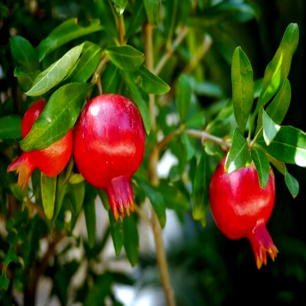 20 DWARF Pomegranate Tree Seeds Punica granatum Nana Garden Fruit House Plant