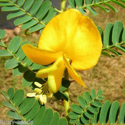 (On Backorder) Aeschynomene Deer Vetch Food Plot Seeds - 5 Lbs.