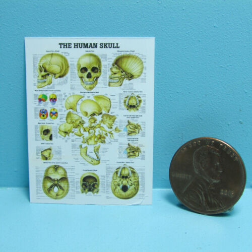 Dollhouse Miniature Replica Science Medical Chart of the Human Skull L4201