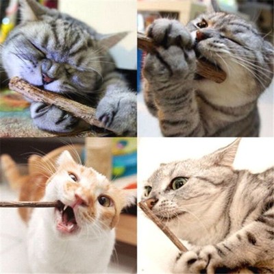 Japanese Matatabi Polygama Natural Catnip Cat Dental Chew Stick Treat 