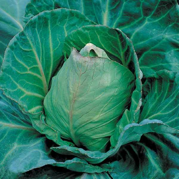 Chou Cabus Express 200 Graines