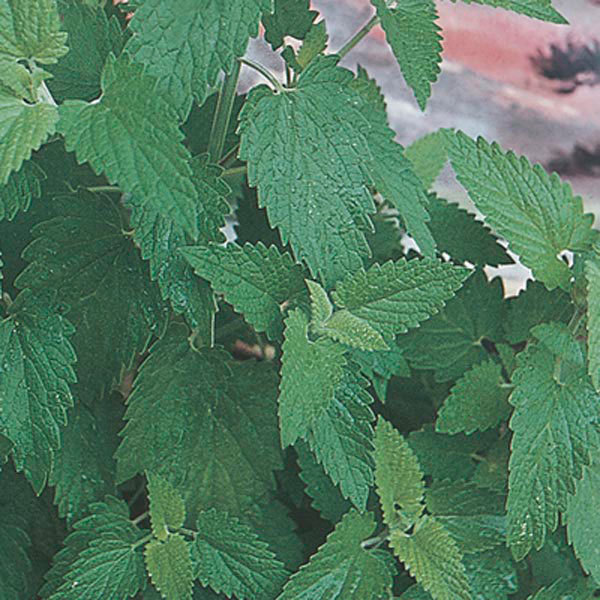 501+CATNIP Seeds Cat Sedative Herbal Drought Poor Soils Organic Container/Garden