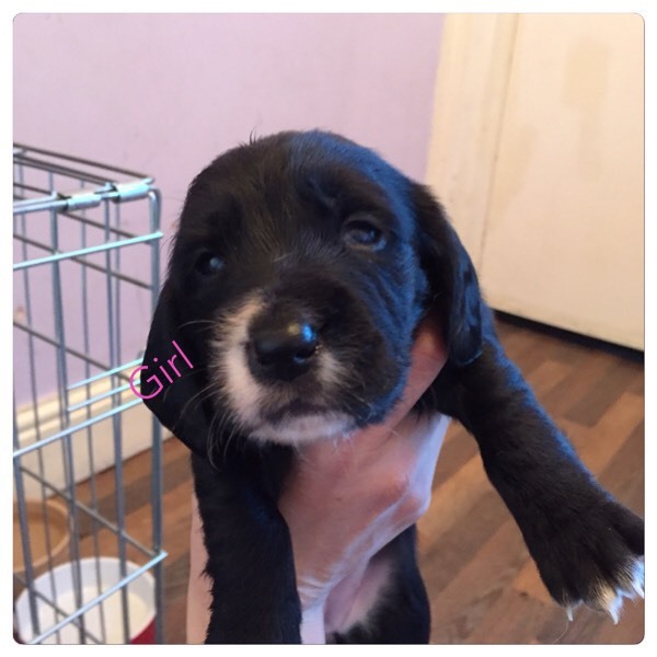 Basset hound x cocker spaniel pups in Liversedge, West Yorkshire