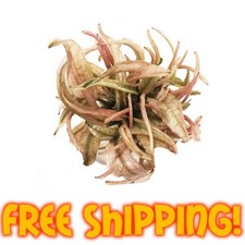 Pink Flamingo Cryptocoryne For Sale : Cryptocoryne Wendtii "Pink Flamingo" 🛒 - Premium Buces : <p>you will get 2 plants of pink cryptocoryne.