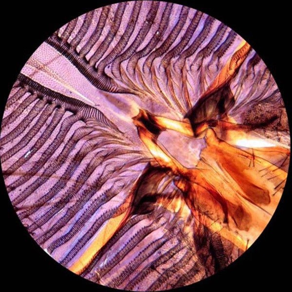 AmScope 40X-1000X Dual Light Glass Portable Student Microscope w/Handle + Slides