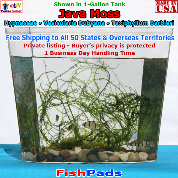 Java Moss Live Water Plant for Aquarium Fish Tank