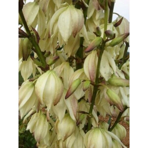 2 Yucca Large Plants Are 15-20 Inches Plus Tall Healthy Plants Dug Fresh