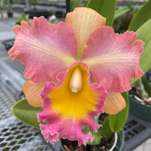 Cattleya Blc Curtis Oda 'Volcano Queen' Live Orchid Plant