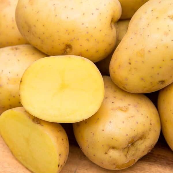 ビンテージ　作家　unknown golden potato object Triple7 › HZPC