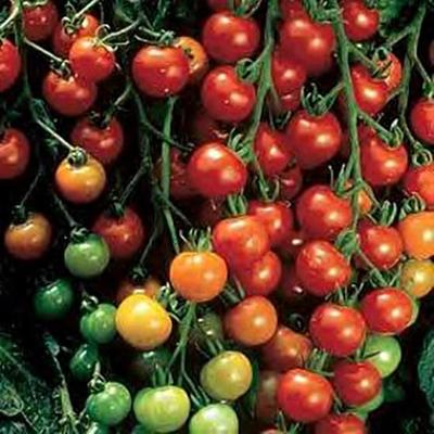 ★TAMATO★ Big Sandy Tomato - Victory Seed Company