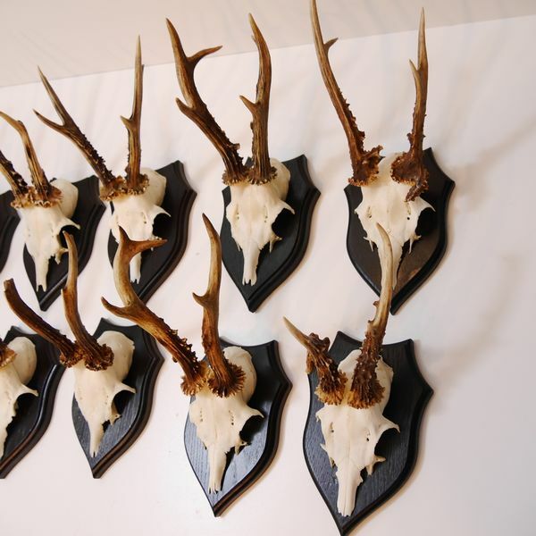10 Pcs Deer Antlers Deer Antler Antlers On Trophy Shields Set
