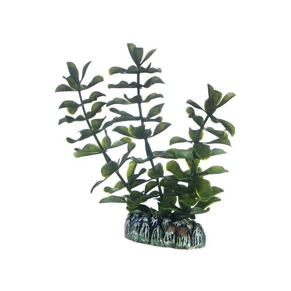 Hobby Dekopflanze Bacopa - 13 cm