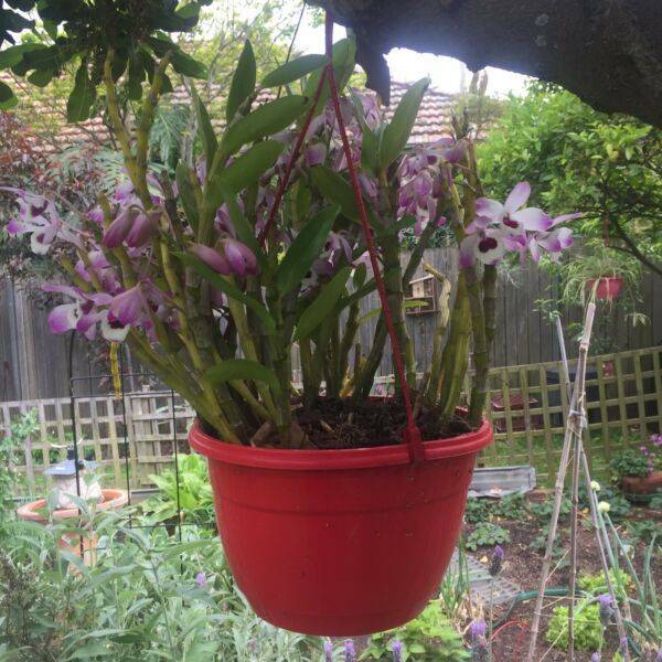 Purple and White Cane Orchid Plants Gumtree Australia