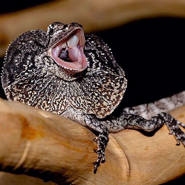 Frilled dragon for sale in Cumbernauld, Glasgow Gumtree