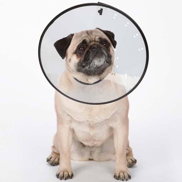 Elizabethan Dog Collar Cone Medical Wound Heal  Total Pet Health  XS S M L XL - Picture 2 of 4