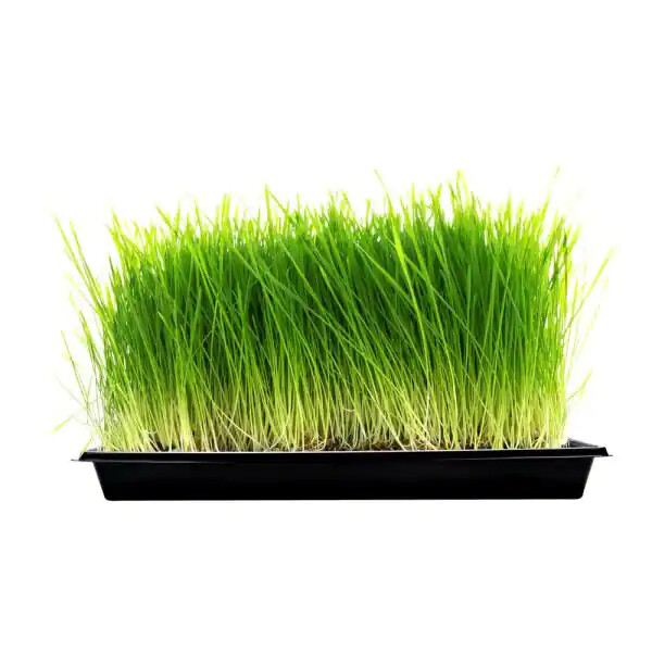 1020 Seed Starting Trays Flats HEAVY DUTY  Seedlings No Holes 10"x20"  FAST SHIP