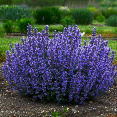 NEPETA 'CAT'S PAJAMAS'.  Catmint.  SPRING SHIPPING 2025 - Plants.  Perennials. 