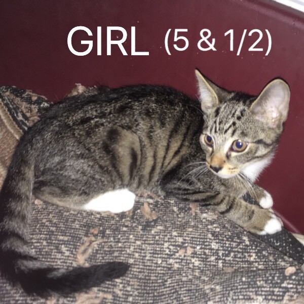 Kittens for sale in Perth, Perth and Kinross Gumtree