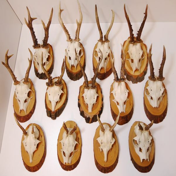 13 Deer Antler Antlers Horns On Carved Trophy Shields Decor Shield