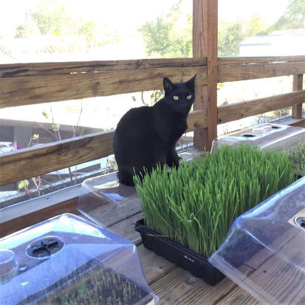 MUSHROOM Vented Humidity Dome FRUITING INCUBATING CHAMBER Kit Tray  H DUTY [D]