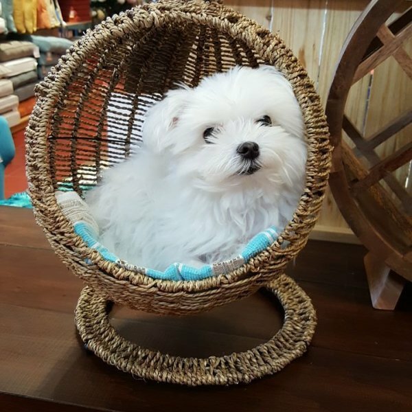 New  Display Home Decor Fruit Hand Woven Storage Round Holder Basket