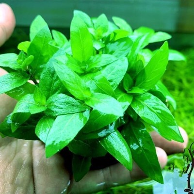 BUY 2 GET 1 FREE Staurogyne S Repens Portion Live Aquarium Plants