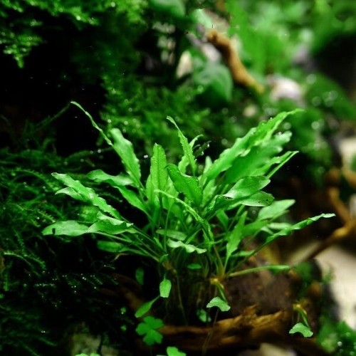 AZ‼️ cryptocoryne 