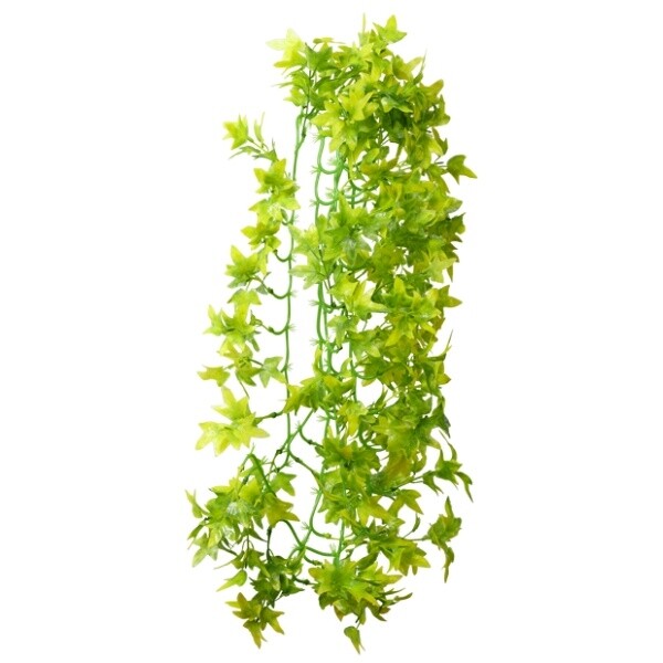Hobby Climber Ivy - 70 cm