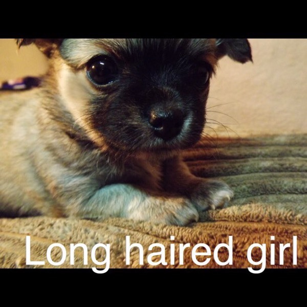 Long haired wolf sable chihuahua puppy in Nelson, Merthyr Tydfil