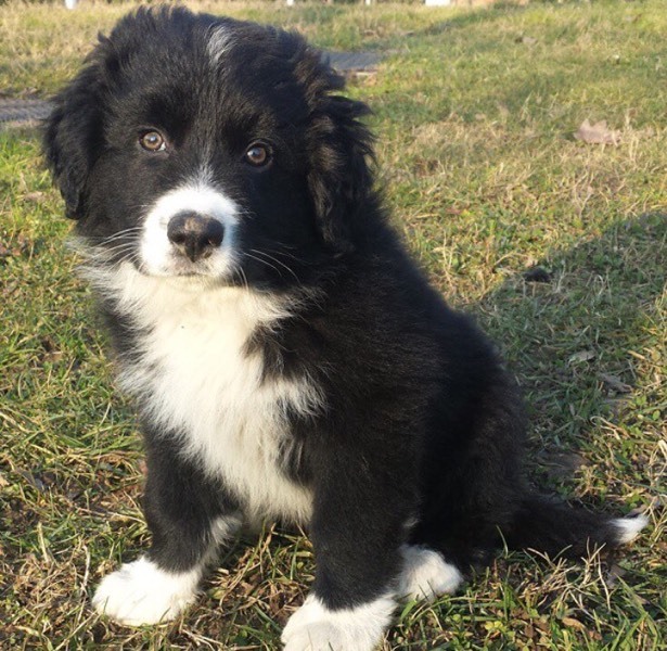 Border collie pups in High Green, South Yorkshire Gumtree