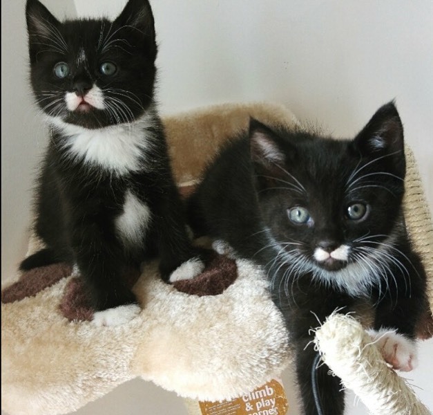 Tuxedo Kittens For Sale in Headington, Oxfordshire Gumtree