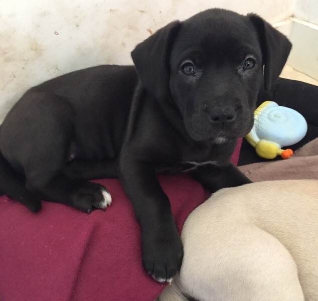 Cane Corso Mix Puppies Goldenacresdogscom