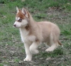 Siberian Husky Long Hair Red Black White Dogs Puppies