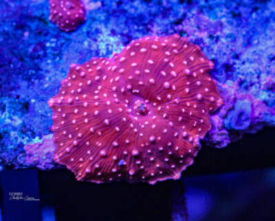 Orginally purchased from Unique Corals. Red & White Discosoma Mushroom Coral!