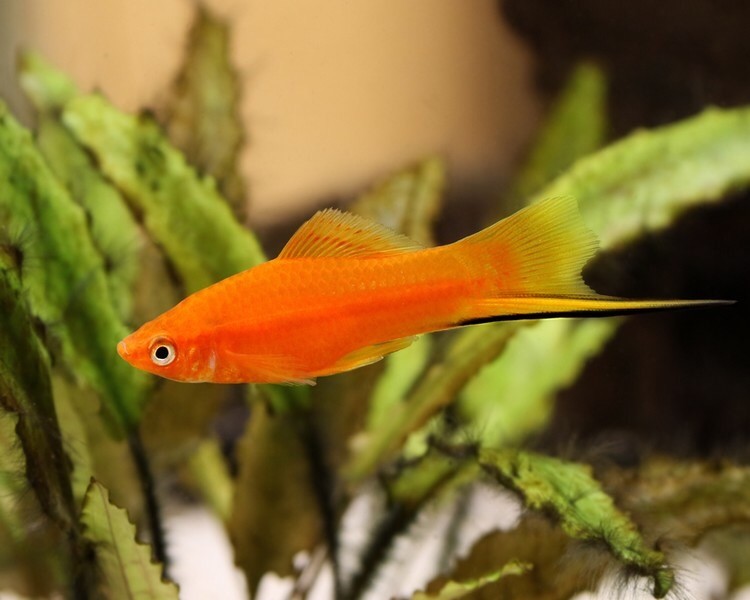 Swordtail juvenile 2 to 4 cm Tropical fish lively healthy in