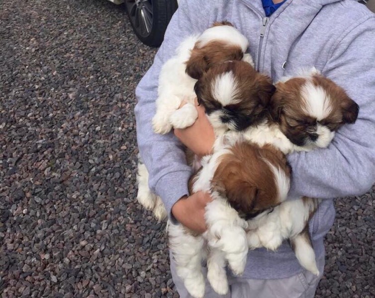 Shih apso puppies for sale in Aberdeen Gumtree