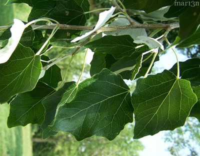 25 Hybrid Poplar Tree Cuttings - Fast Growing Shade or Privacy Trees - 25 Trees