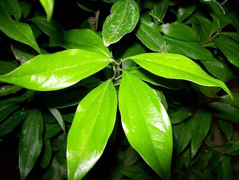 Tej Patta Leaves-Cinnamon Leaves-Ceylon Bay Leaves(50g)free delivery 100%ORGANIC