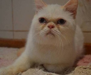 british shorthair | Cats & Kittens | Gumtree Australia ...