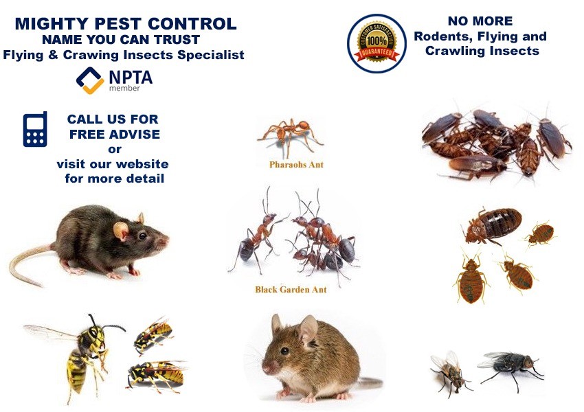 Pest Fumigation & Control, Get rid of Bed Bugs, Flea, Ants, Cockroaches
