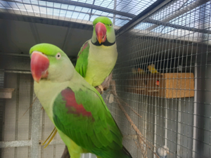 PAIR OF ALEXANDRINE PARROTS WITH NEST BOX | Birds | Gumtree Australia