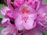 Rosebay Rhododendron, Rhododendron maximum, Shrub Seeds (Showy Evergreen)