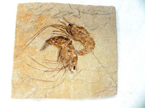 Fossil Lebanese Shrimp Cretaceous Dinosaur Age on Matrix