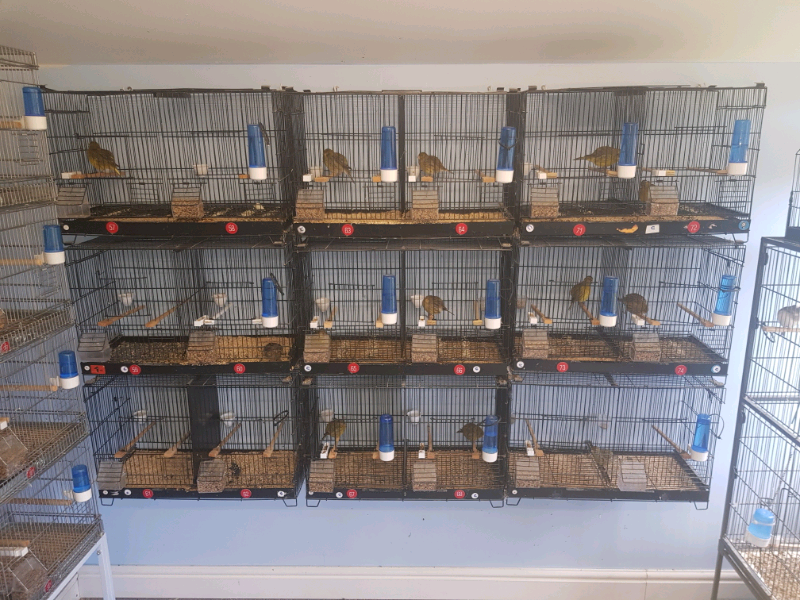 Bird cages in Uddingston, Glasgow Gumtree